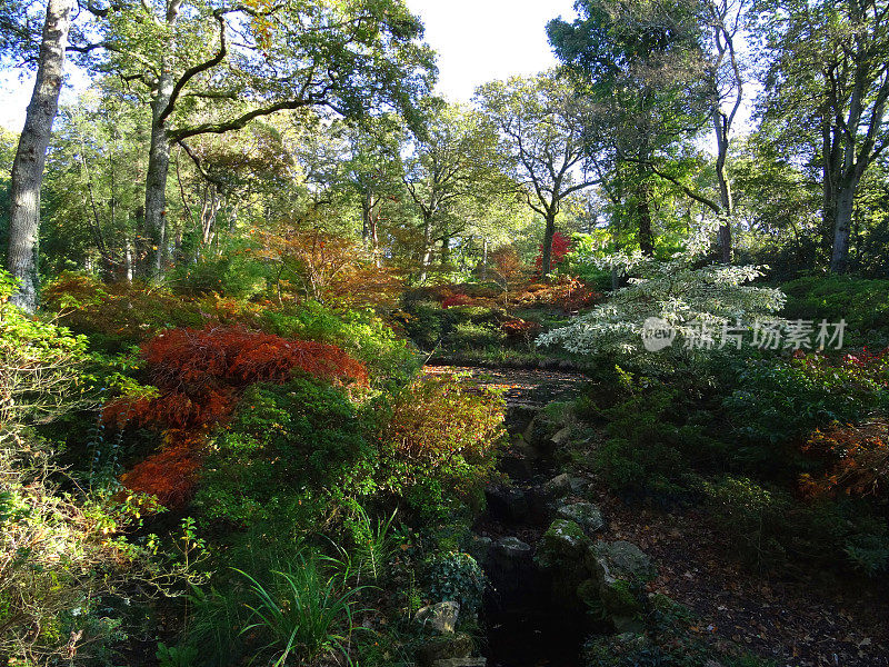 秋天的花园/秋天的颜色，红色的日本枫叶(槭树)，英国橡树
